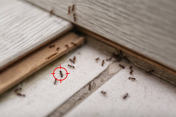 Best Best Pest Control Companies  in Forest City, PA