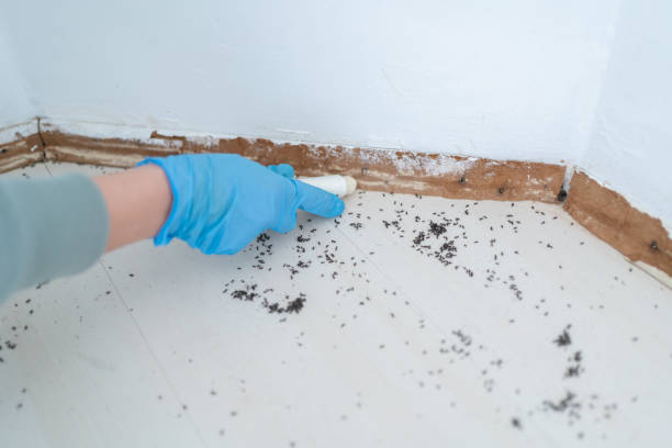 Trusted Forest City, PA Pest Control Experts