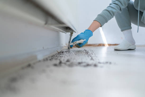 Best Ant Control Services  in Forest City, PA